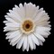 White Gerber Daisy Poster Print by Jim Christensen - Item # VARPDXPSCRS126